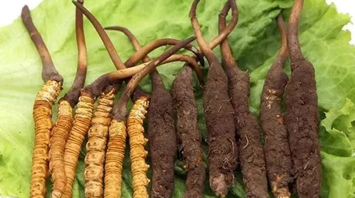 真空鎖鮮:<a href=http://www.dongtai1982.com/xinxian/ target=_blank class=infotextkey>新<a href=http://www.dongtai1982.com/xinxian/ target=_blank class=infotextkey>鮮冬蟲夏草</a></a>的科學保存方法