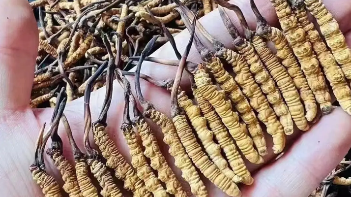 鮮冬蟲夏草燉雞肉:鎖住鮮醇的滋補(bǔ)妙方