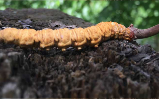 哺乳期能吃冬蟲(chóng)夏草嗎