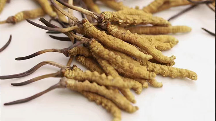 冬蟲夏草怎么分辨新鮮的