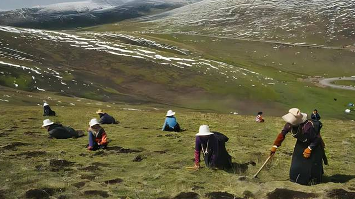 西藏鮮冬蟲夏草<a href=http://www.dongtai1982.com/ target=_blank class=infotextkey><a href=http://www.dongtai1982.com/s/nqcc/ target=_blank class=infotextkey>那曲蟲草</a></a>