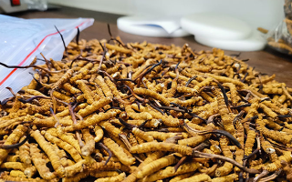 西藏那曲鮮草價格揭秘：多因素交織下的滋補品行情