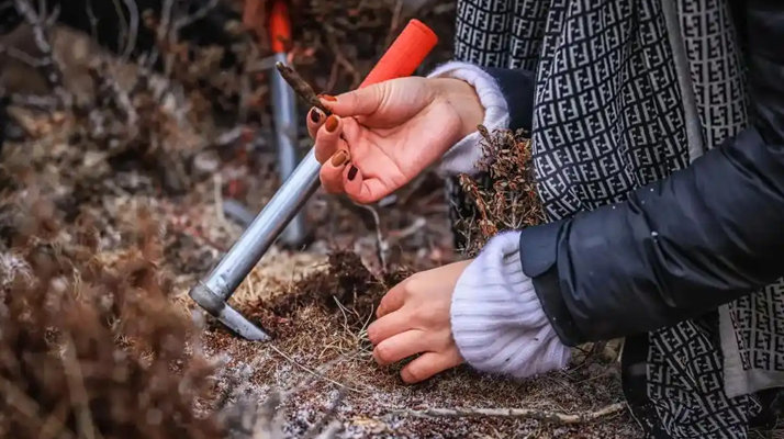冬蟲夏草產地哪些地區