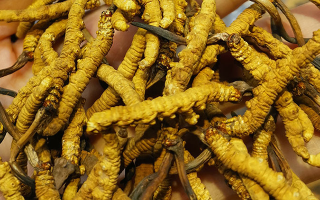 冬蟲夏草優劣的區別