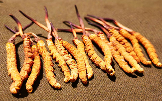 如何區別冬蟲夏草好壞