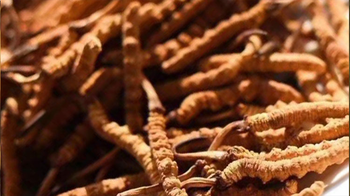 野生<a href=http://www.dongtai1982.com/jiage/ target=_blank class=infotextkey>冬蟲夏草多少錢</a>一克