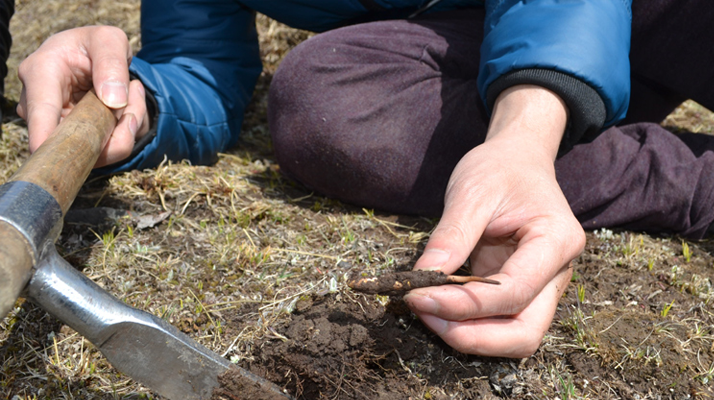 怎樣鑒別<a href=http://www.dongtai1982.com/tag/6.html target=_blank class=infotextkey>冬蟲夏草的產地</a>