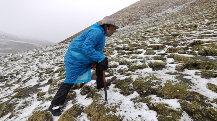 冬蟲夏草長在什么季節?