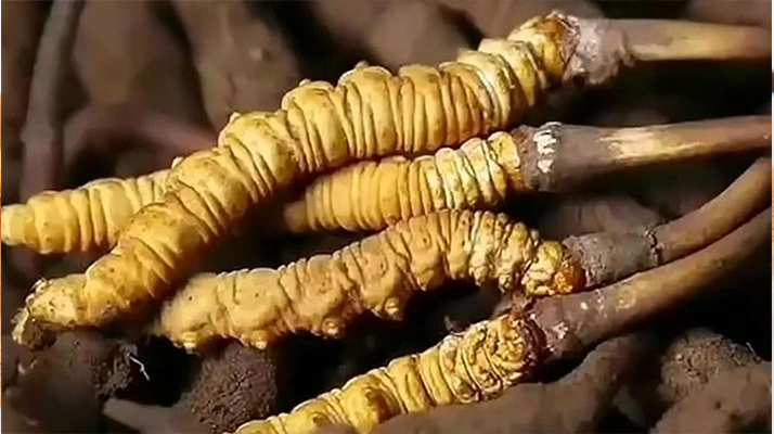 <a href=http://www.dongtai1982.com/ target=_blank class=infotextkey><a href=http://www.dongtai1982.com/s/nqcc/ target=_blank class=infotextkey>那曲蟲草</a></a>展銷會暨巴青采集體驗活動啟幕