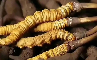 鮮冬蟲夏草吃多久有效果