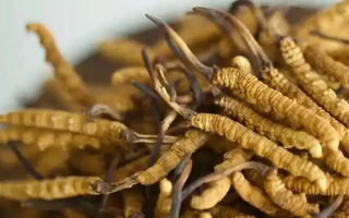 網上賣的冬蟲夏草真假