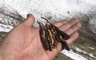 冬蟲夏草什么季節(jié)吃好