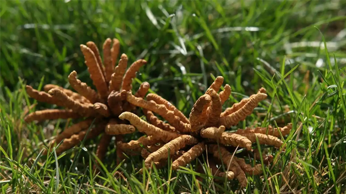 怎么辨別冬蟲夏草真偽