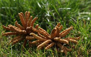 怎么辨別冬蟲夏草真偽