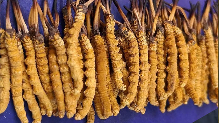 冬蟲夏草可以調理好鼻炎嗎