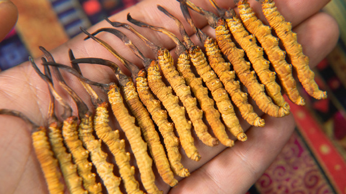 冬蟲夏草孕婦如何使用