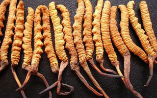 冬蟲(chóng)夏草如何治百病？—— 科學(xué)看待滋補(bǔ)品的真實(shí)價(jià)值