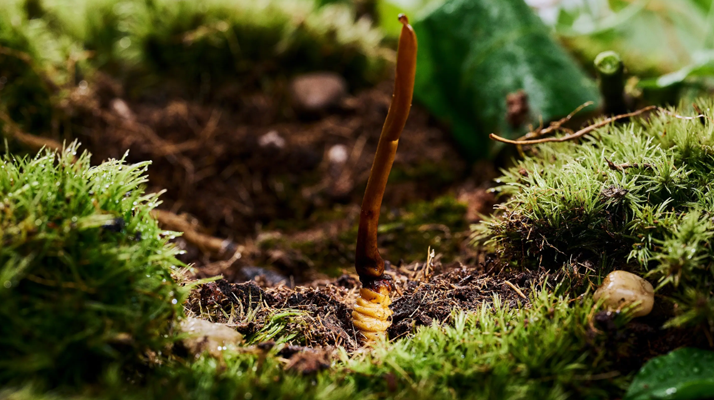 正宗那曲<a href=http://www.dongtai1982.com/xinxian/ target=_blank class=infotextkey>新<a href=http://www.dongtai1982.com/xinxian/ target=_blank class=infotextkey>鮮冬蟲夏草價格</a></a>