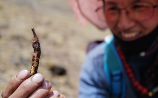 冬蟲(chóng)夏草是怎么形成的