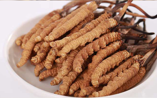 認清假冬蟲夏草：常見類型、鑒別方法與避坑指南