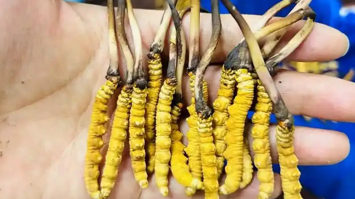 冬蟲夏草鮮草的科學儲存方法：鎖住營養與品質的關鍵