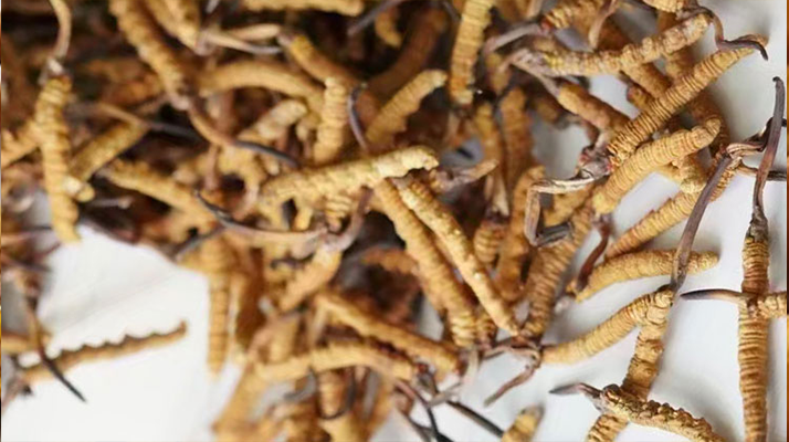 冬蟲(chóng)夏草能打粉服用嗎?科學(xué)操作與服用指南