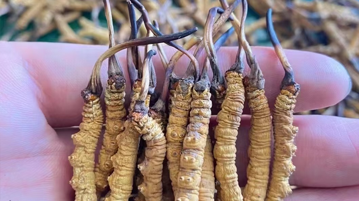 一盒冬蟲夏草多少錢?從規格到定位的價格解析