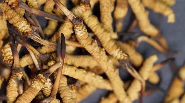 鹿茸和冬蟲夏草,誰更 “值錢”?