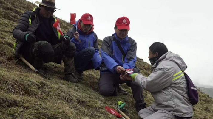 冬蟲夏草:把握最佳采摘季,守護自然饋贈