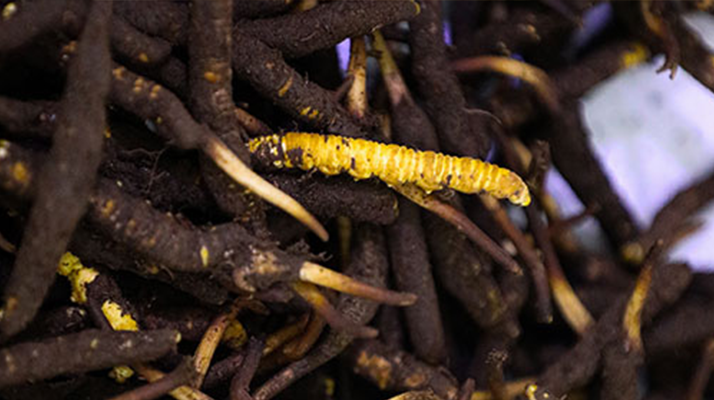 新鮮冬蟲夏草可以冷凍嗎？科學保存指南來了