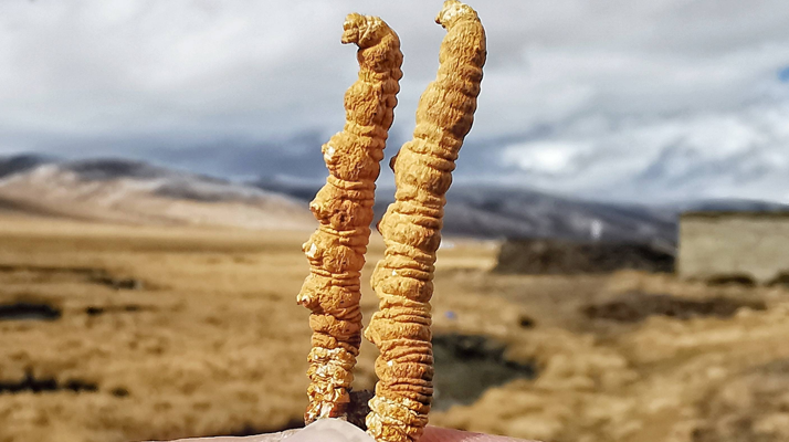 冬蟲夏草干了之后什么樣?