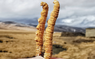 冬蟲夏草干了之后什么樣？從外觀到特性全解析