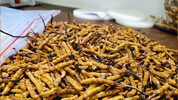 冬蟲夏草:泡水喝還是煮一下?兩種食用方式的全面對比