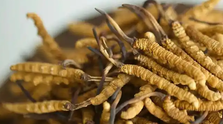 野生<a href=http://www.dongtai1982.com/jiage/ target=_blank class=infotextkey>冬蟲夏草價格</a>探秘:多因素交織下的市場行情