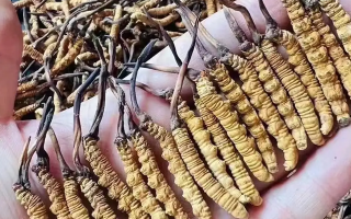 冬蟲夏草燉豬肚：滋補暖身的傳統藥膳做法詳解