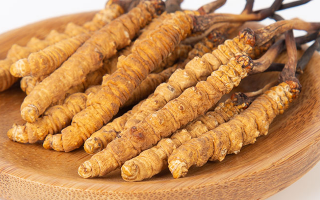 冬蟲夏草，真有那么大效果？