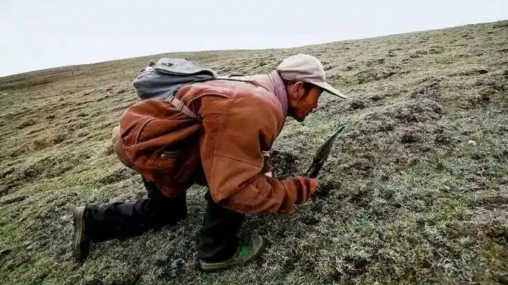 手把手教你辨別冬蟲夏草的產地