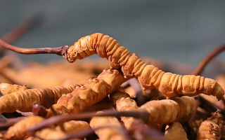 冬蟲夏草泡酒全攻略：所需材料、選材標準與準備指南