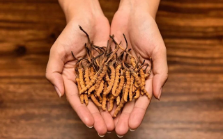 冬蟲(chóng)夏草泡茶喝的正確方法：便捷滋補(bǔ)的實(shí)用指南