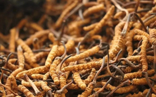 冬蟲(chóng)夏草一條多少錢？單條價(jià)格的計(jì)算邏輯與實(shí)際范圍