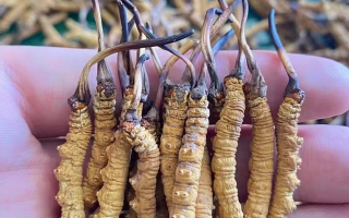 那曲冬蟲夏草泡水量多少合適？品質適配的科學泡制指南