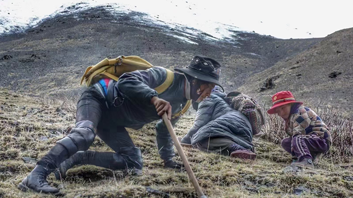 野生冬蟲夏草產地在哪里?核心產區與品質特點解析