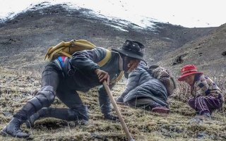野生冬蟲夏草產(chǎn)地在哪里？核心產(chǎn)區(qū)與品質(zhì)特點(diǎn)解析