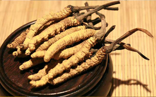 剛挖采的冬蟲夏草怎么辦？科學處理與儲存指南