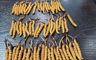 野生冬蟲(chóng)夏草泡酒比例詳解：掌握黃金配比，泡出滋補(bǔ)好酒