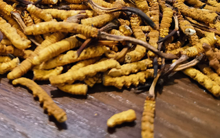 鮮冬蟲夏草并非 “制作” 而成！揭秘其天然形成與核心特性