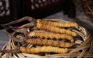 如何區別冬蟲夏草的好壞？5 大維度鑒別優質蟲草