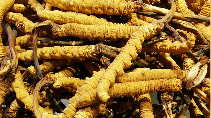 鮮<a href=http://www.dongtai1982.com/jiage/ target=_blank class=infotextkey>冬蟲夏草多少錢</a>一斤