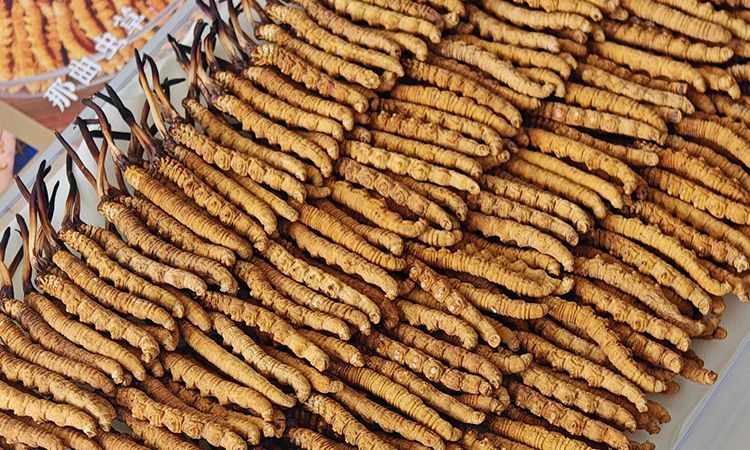 斷的冬蟲夏草:效果是否打折?科學解讀與實用建議