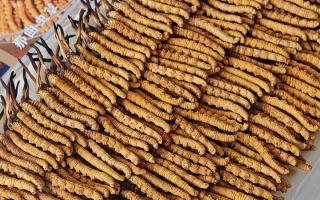 斷的冬蟲(chóng)夏草：效果是否打折？科學(xué)解讀與實(shí)用建議